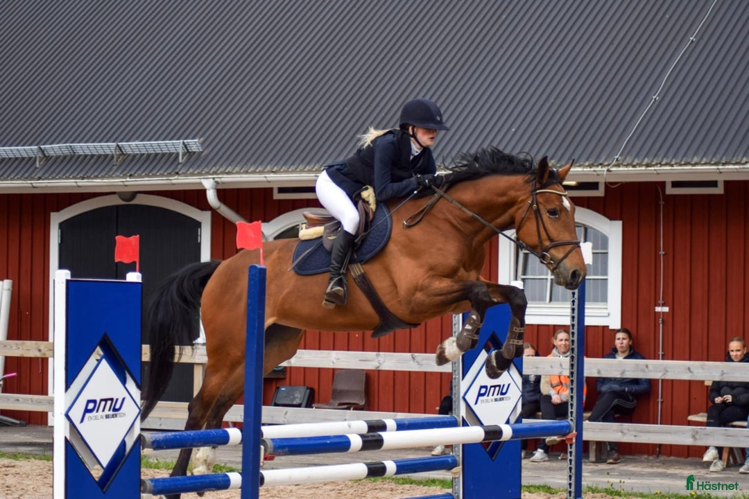 Hoppning hästar till salu: Oslipad diamant!  i Växjö - Annons 2