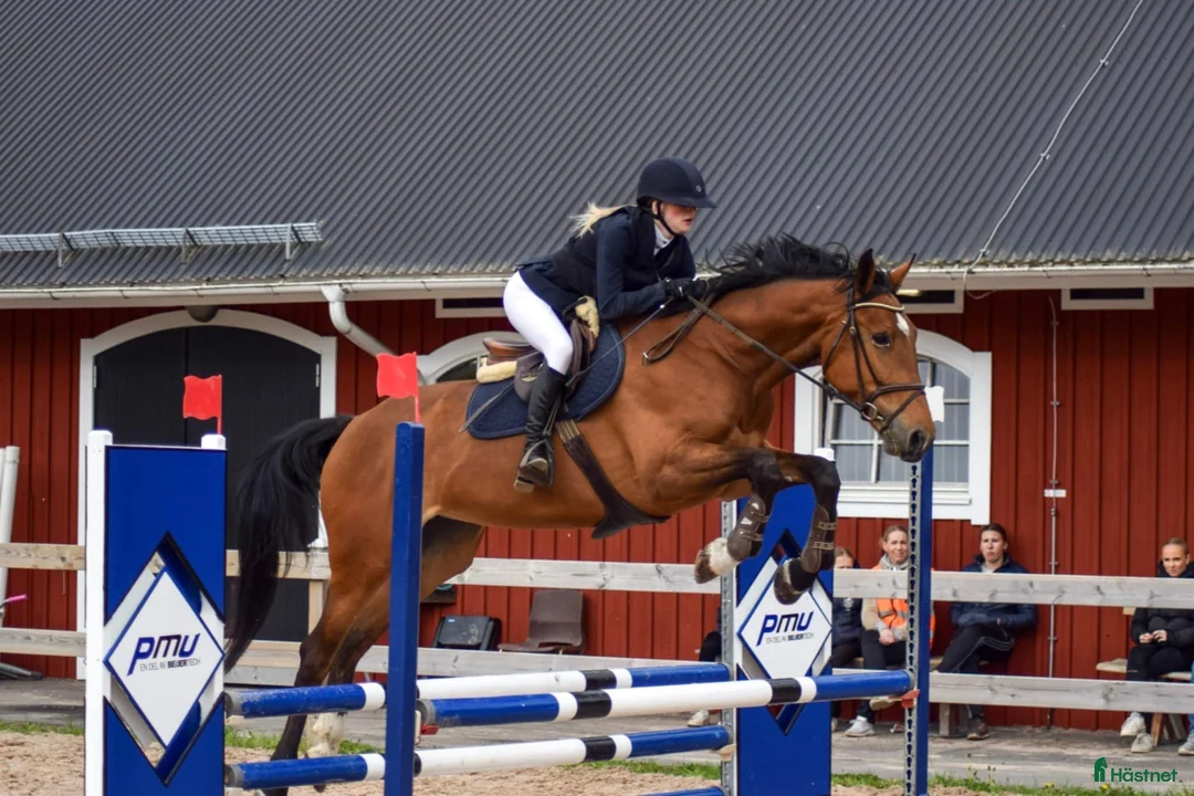 Hoppning hästar till salu: Oslipad diamant!  i Växjö - Annons 2