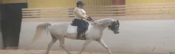 Allround hästar till salu: Underbar arabvalack - Annons 2
