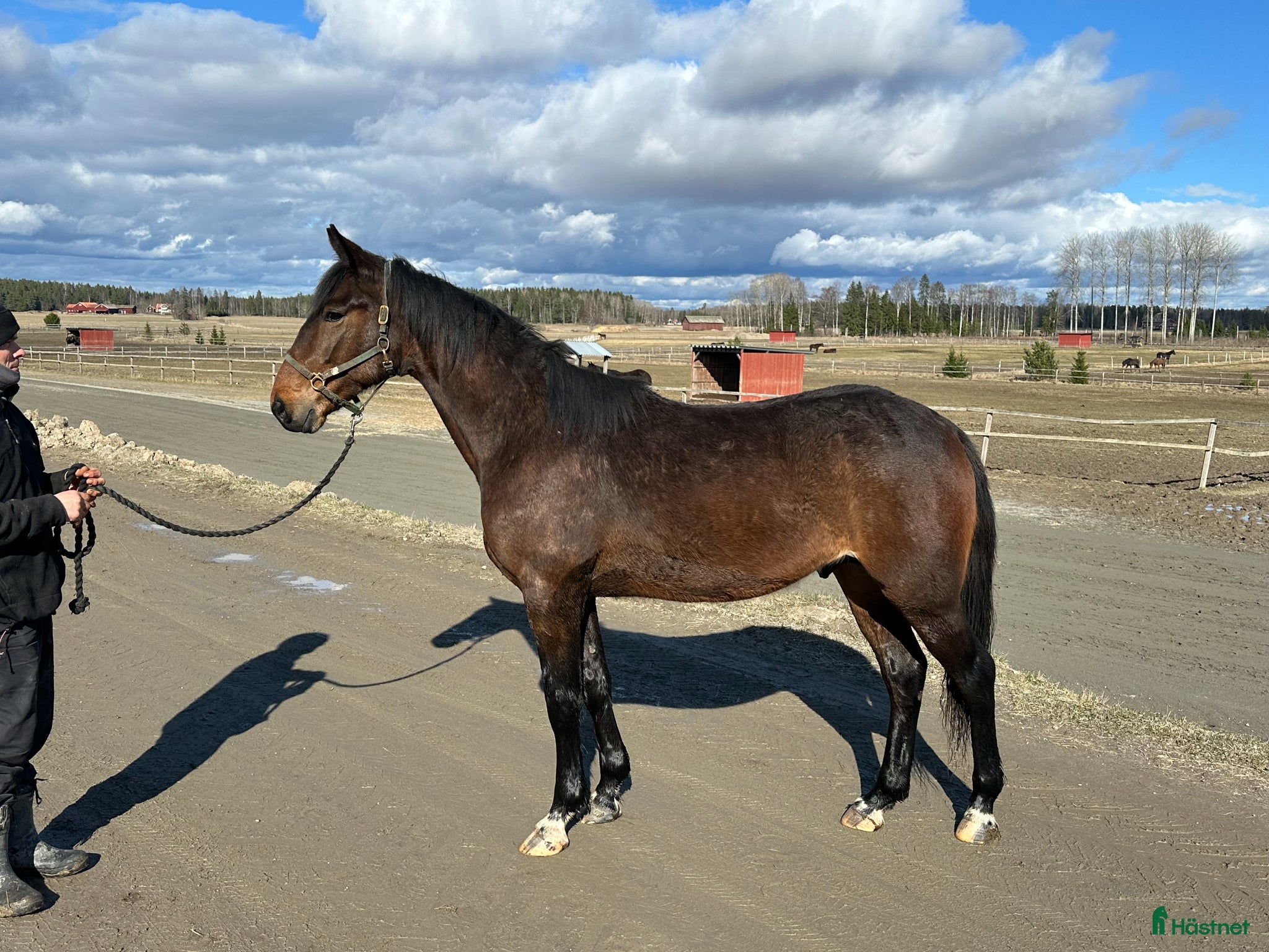  hästar Fin ej igångsatt tvååring säljes - Annons 1
