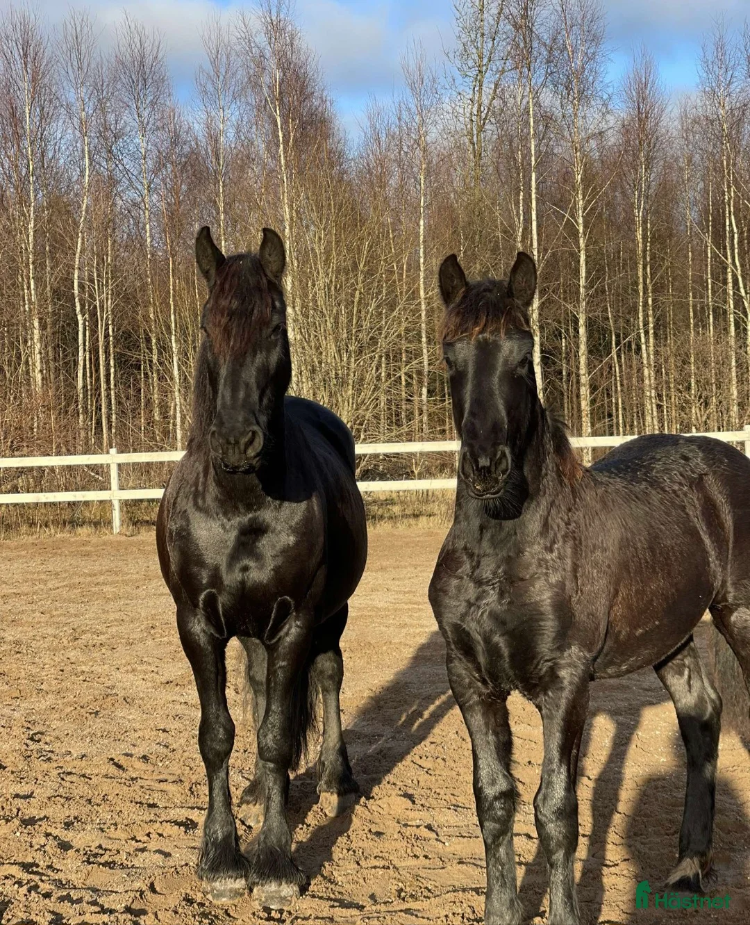 Allround hästar till salu: Underbart friesersto  - Annons 7