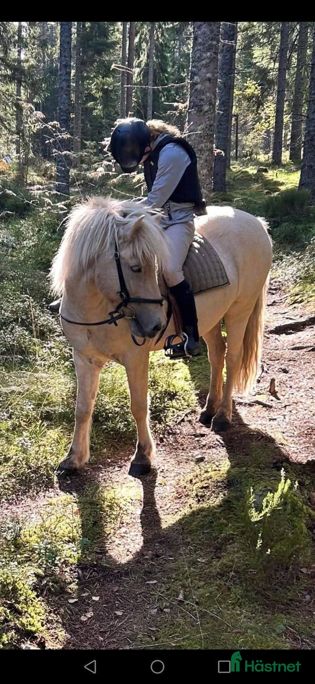 Island hästar till salu: Islandshäst med mycket motor, kan lånas ut. i Pålsboda - Annons 5