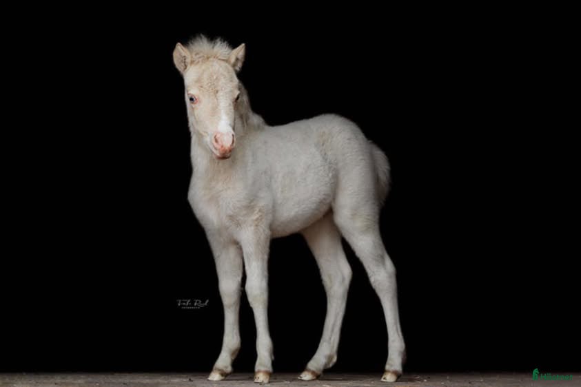  hästar Härlig minihingst - Annons 5
