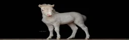 Övrigt hästar till salu: Härlig minihingst - Annons 1