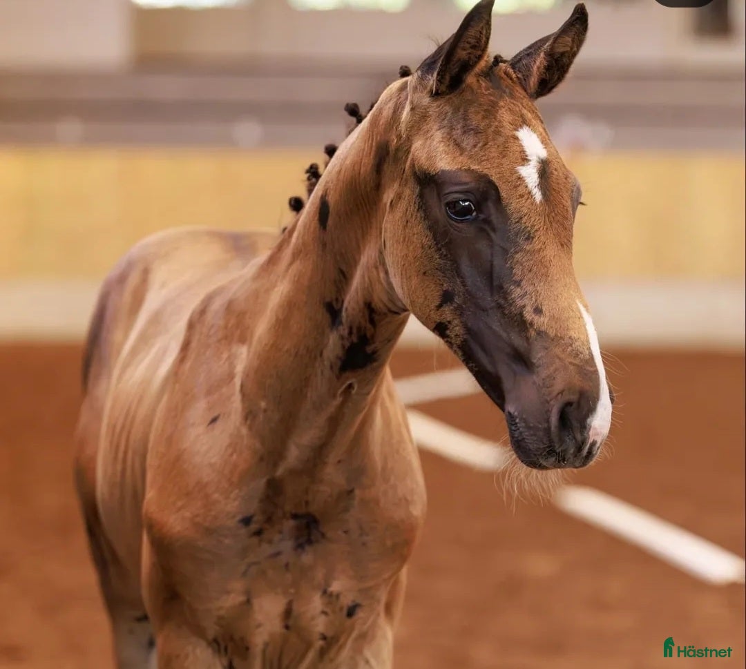  hästar Framtida stjärna och bästa vän - Annons 3