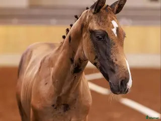 hästar Framtida stjärna och bästa vän - Annons 3