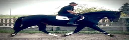 Allround hästar till salu: Amika–5yo.Silesian Warmblood Mare|169cm|Allrounder - Annons 4