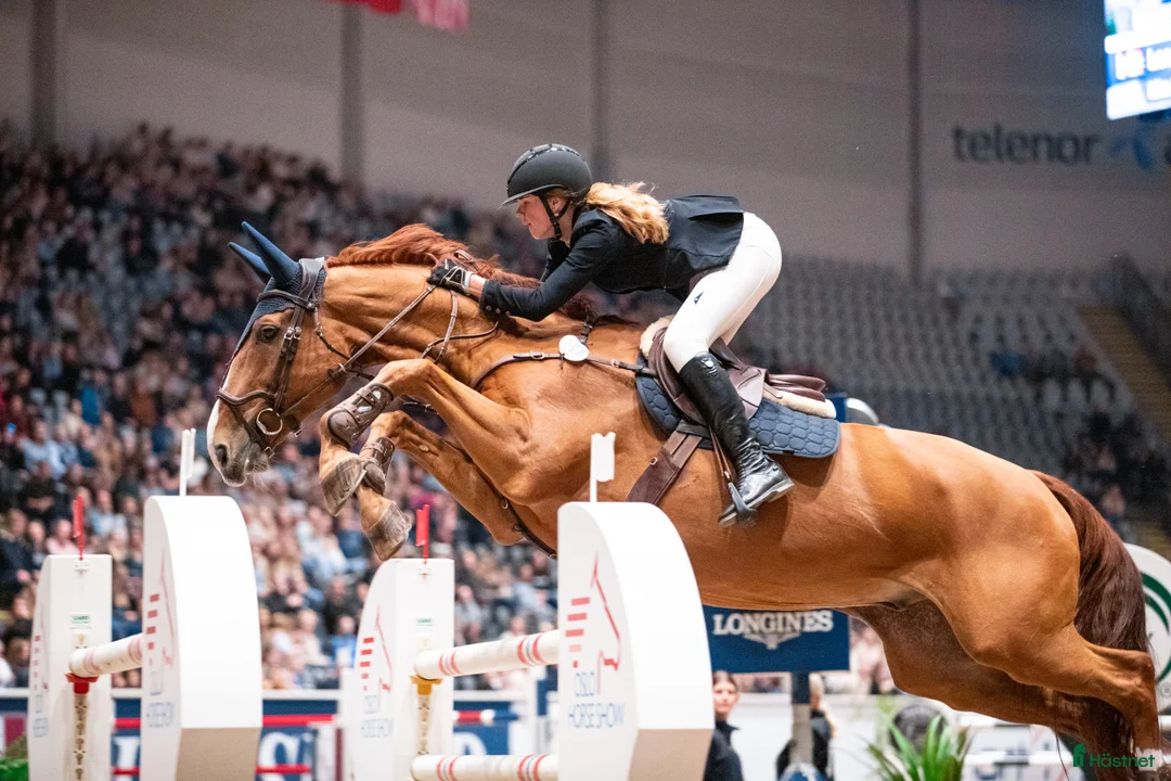  hästjobb finnes: Norway • Italy • Spain • Horses • Shows • Travel🐴 - Annons 7