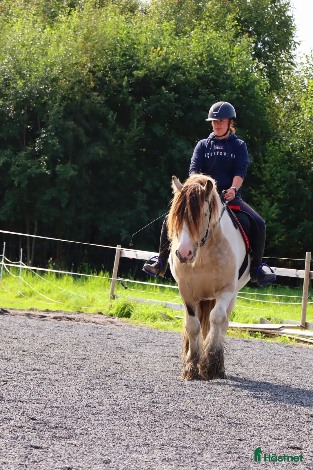 Allround hästar till salu: Gypsy Cob selges! - Annons 2