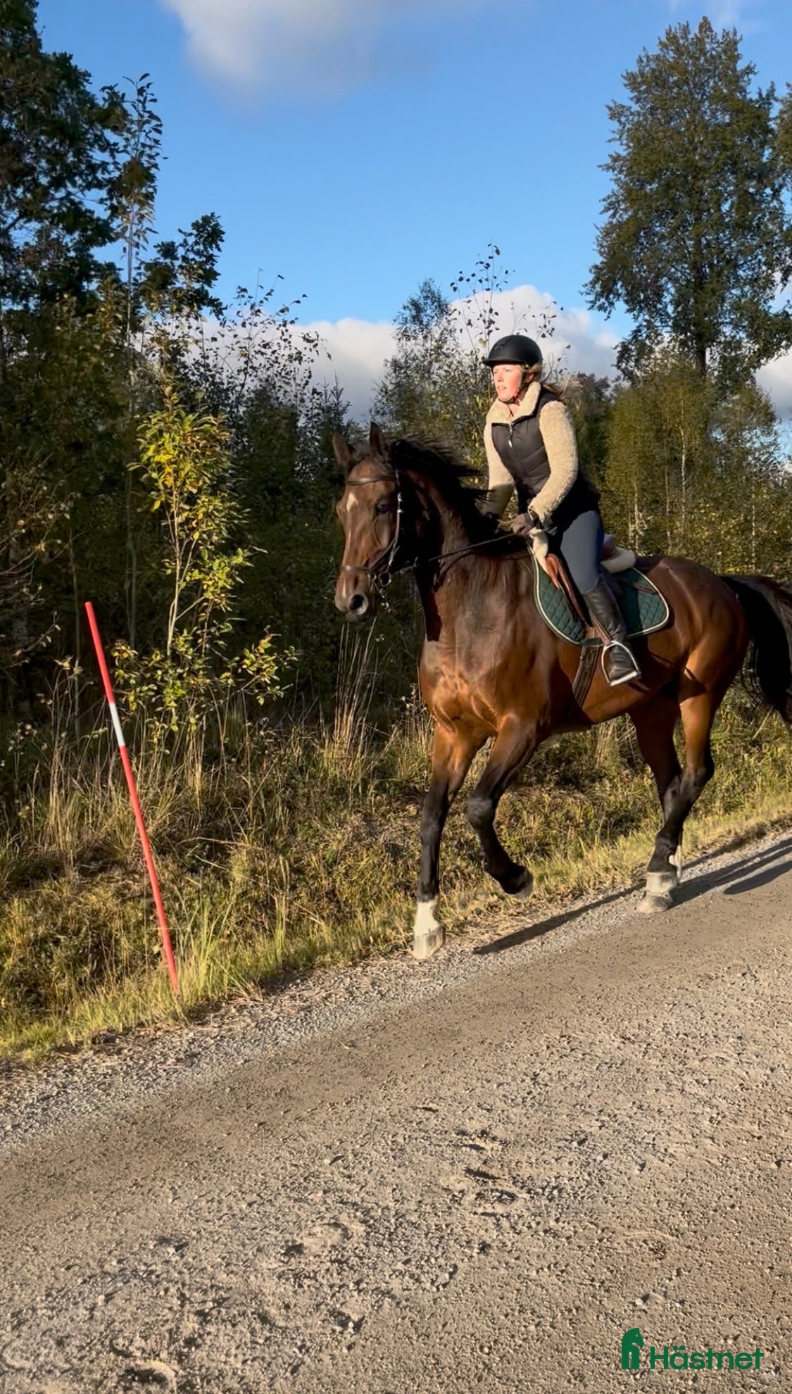  medryttarhäst finnes: SWB-sto söker medryttare i Norra Sorunda - Annons 14