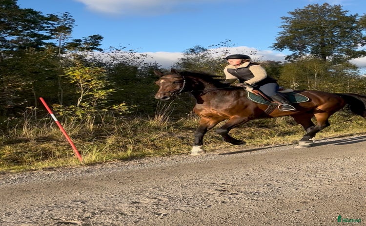  medryttarhäst finnes: SWB-sto söker medryttare i Norra Sorunda - Annons 9