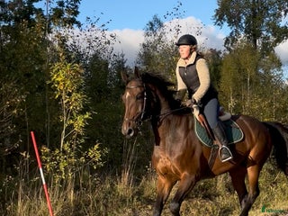 medryttarhäst finnes: SWB-sto söker medryttare i Norra Sorunda - Annons 19