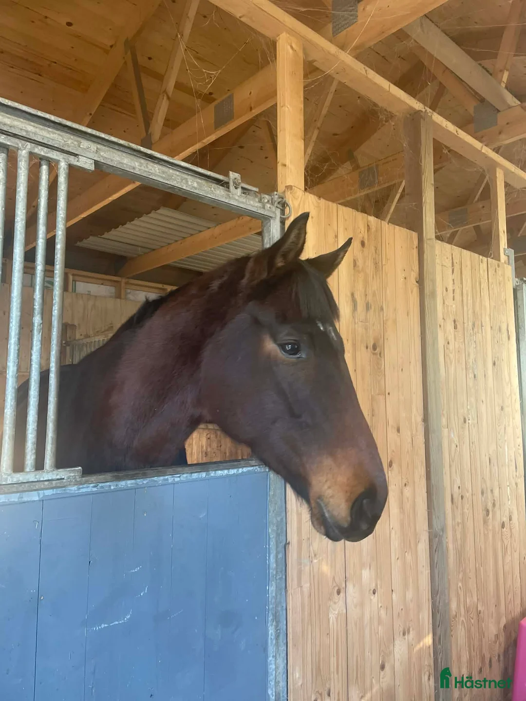 Avelshästar hästar till salu: Avelssto för fälttävlan  i Vollsjö - Annons 1