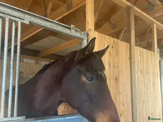 hästar Avelssto för fälttävlan i Vollsjö - Annons 3