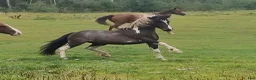 Allround hästar till salu: Quarter/Irish Cob Sagohäst! - Annons 4