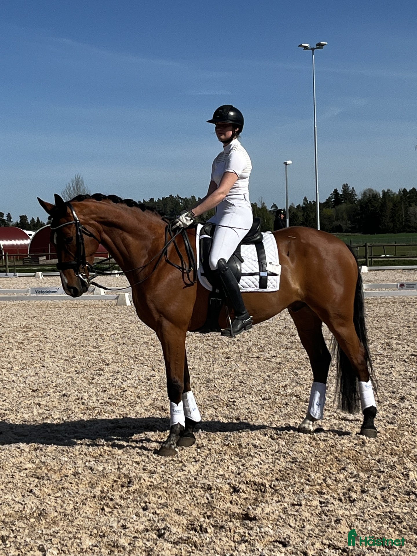  hästar Dressyrhäst med utstrålning - Annons 2