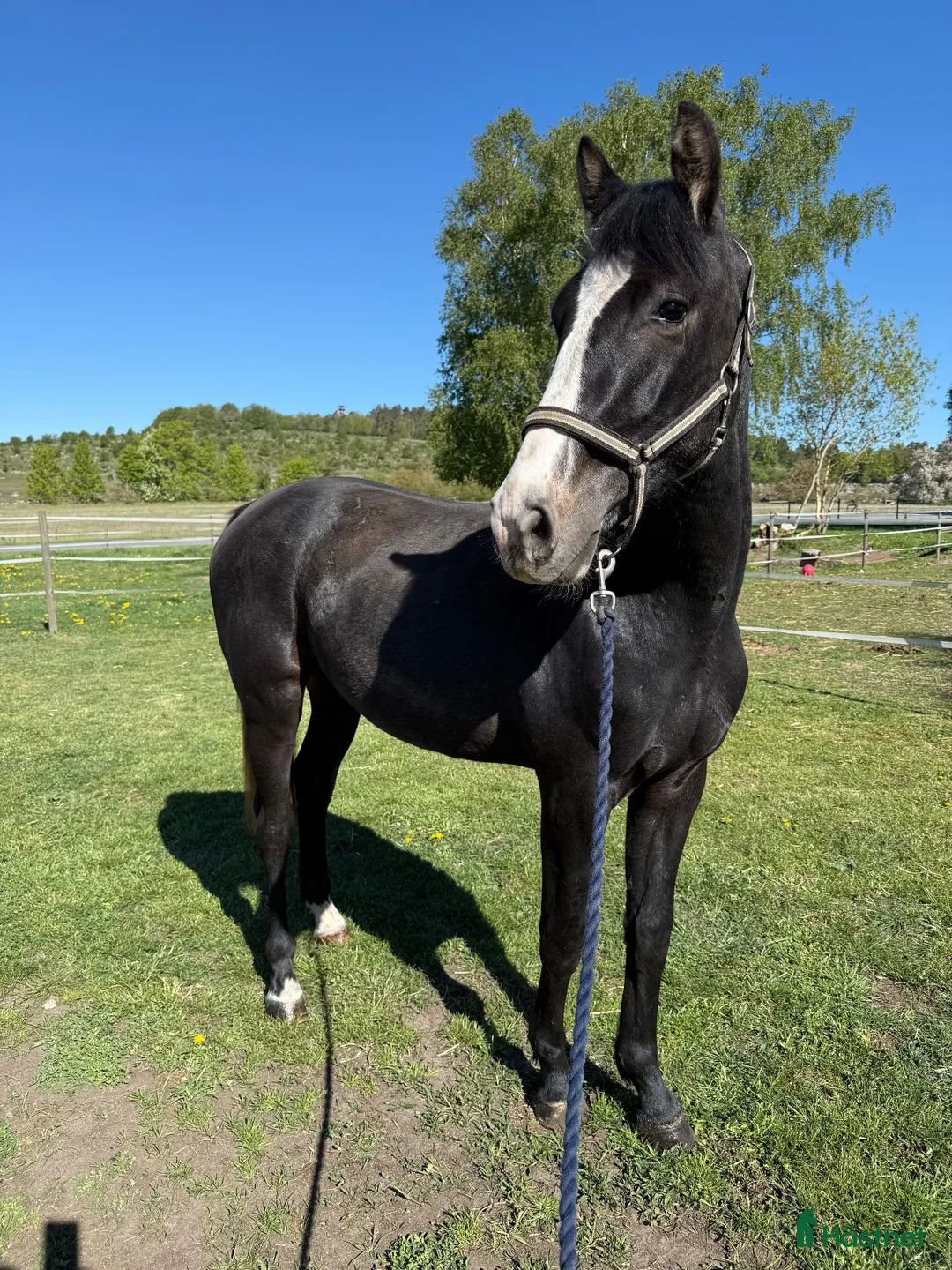 Allround hästar till salu: Ferdinand, fast i hästversion  - Annons 2