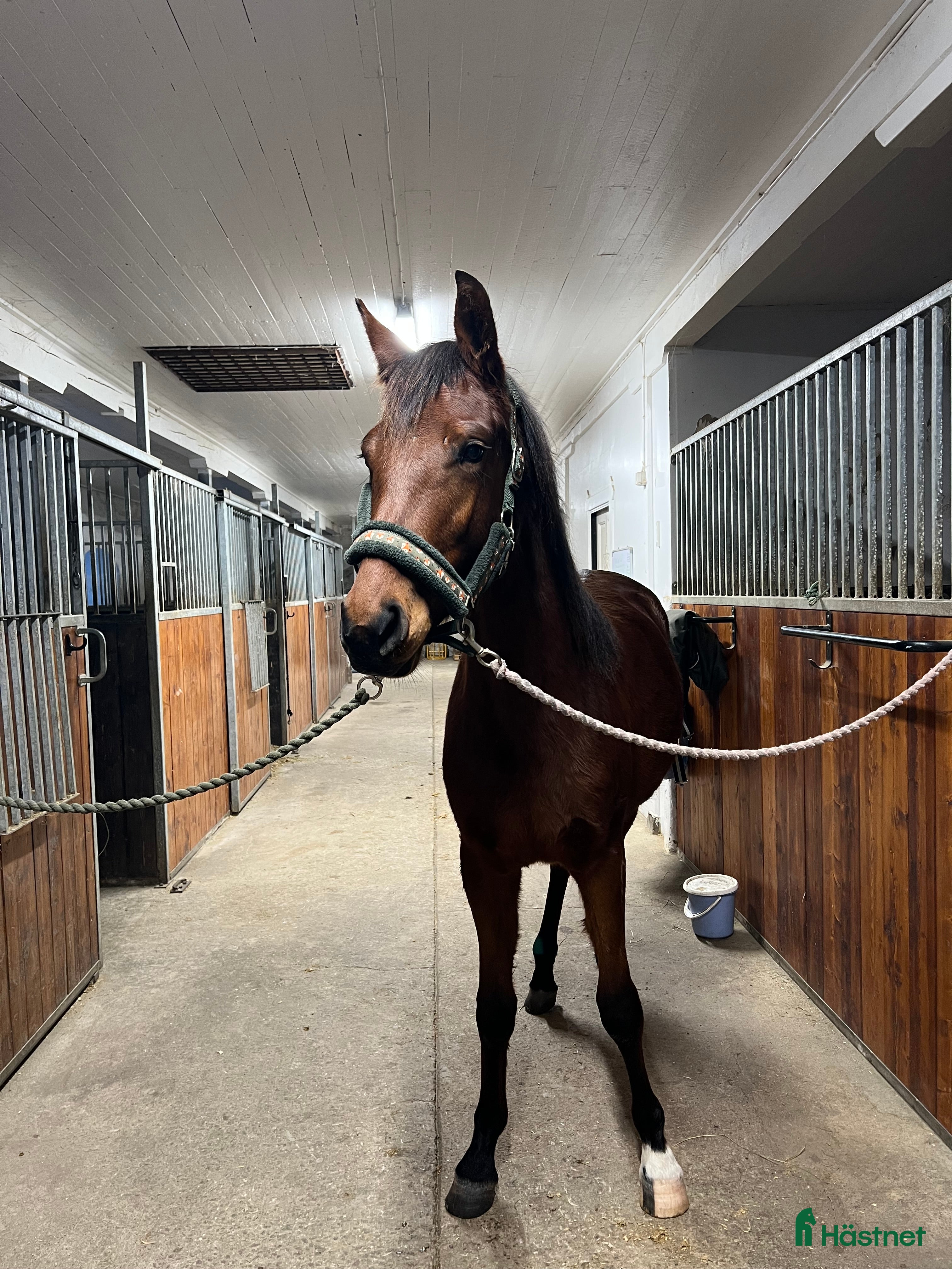  hästar Underbara mynta!  - Annons 4