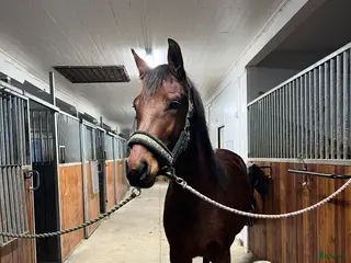 hästar Underbara mynta! - Annons 4