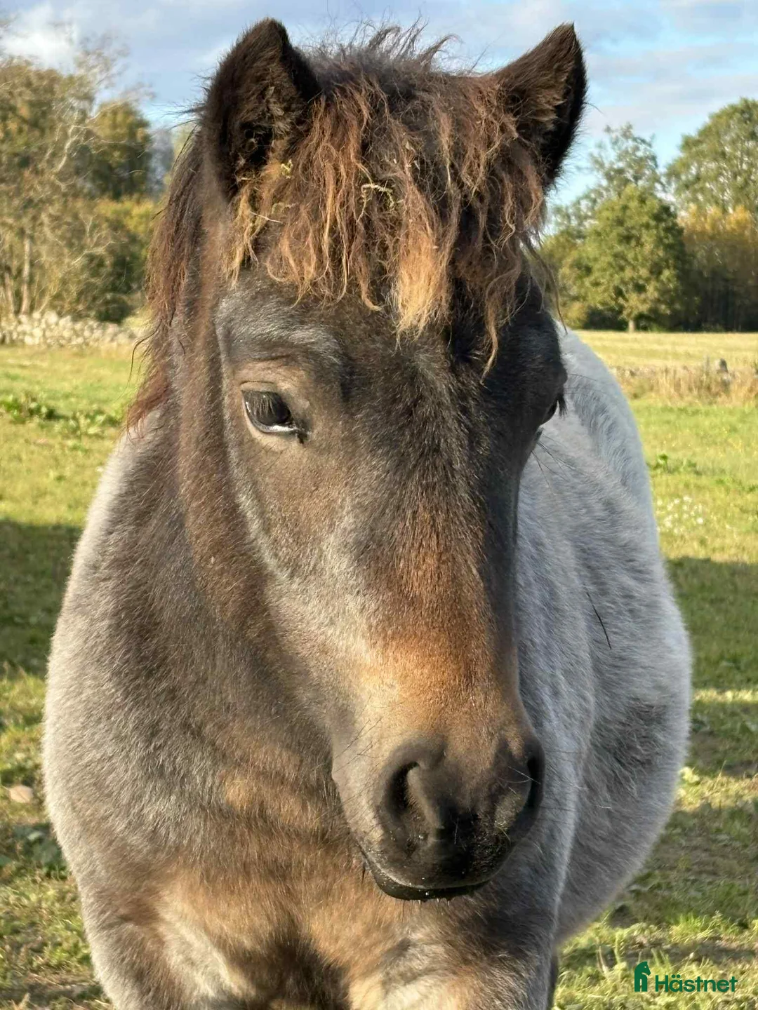 Allround hästar till salu: Lovande ettårshingst-snäll, vacker och rolig i Tranås - Annons 1