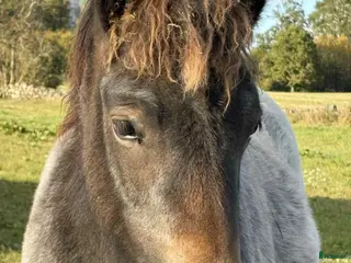 hästar Lovande ettårshingst-snäll, vacker och rolig i Tranås - Annons 2