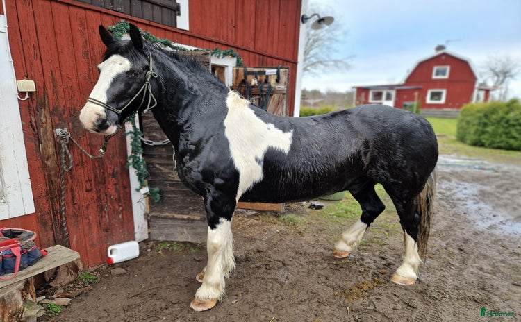  hästar i Tjällmo - Annons 14