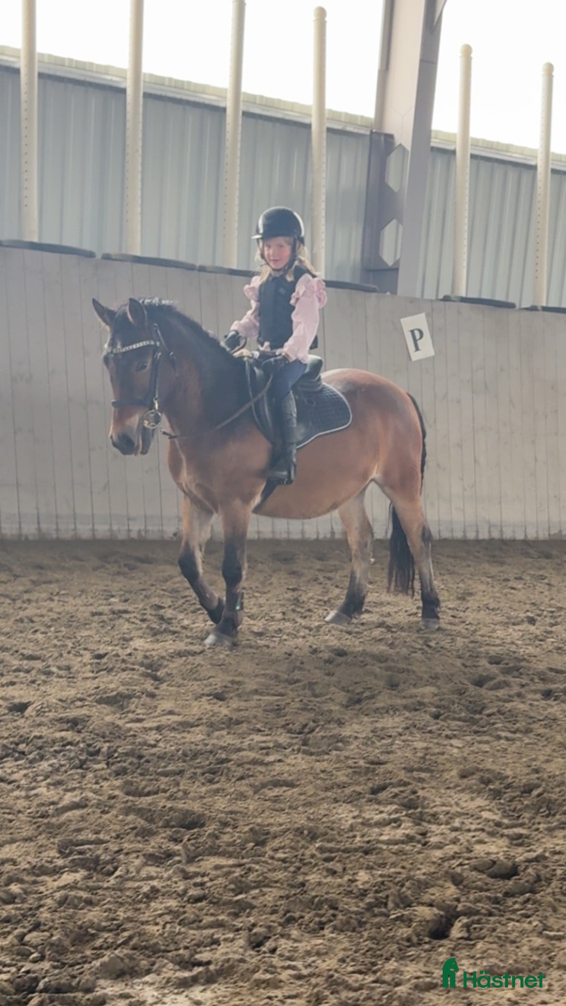  hästar Två trevliga B-ponnysar söker nytt hem 🐴 - Annons 7