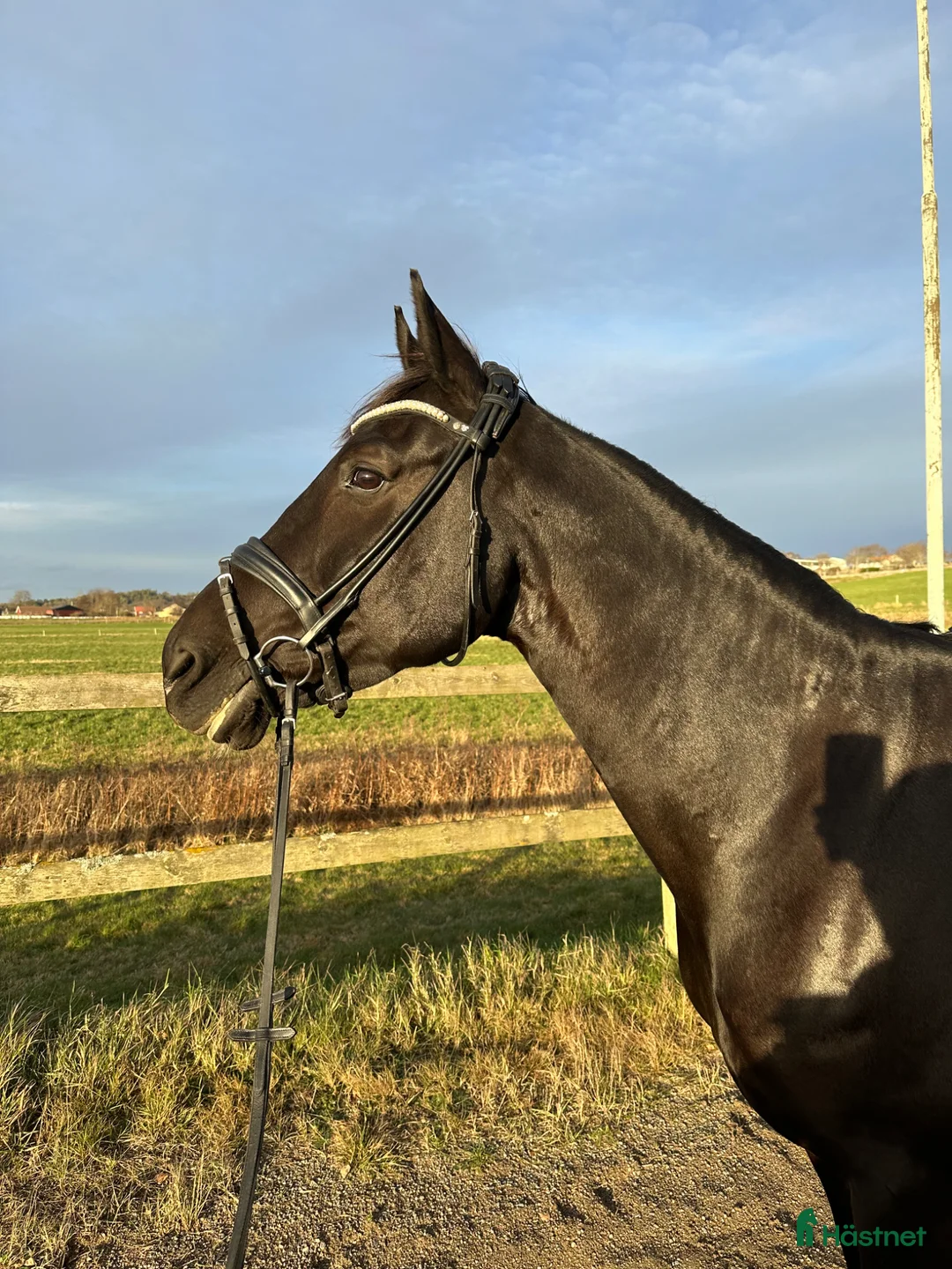 Allround hästar till salu: Drömsto med personlighet  - Annons 1