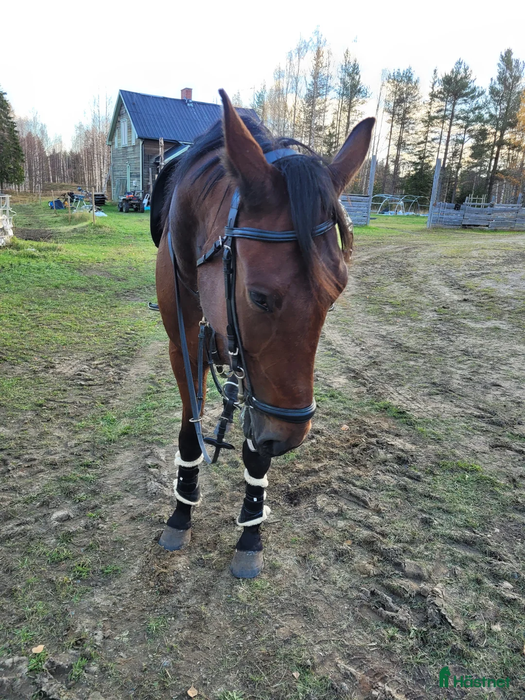 Allround hästar till salu: Mr Hyde söker ny ägare (uppdaterad version) - Annons 2