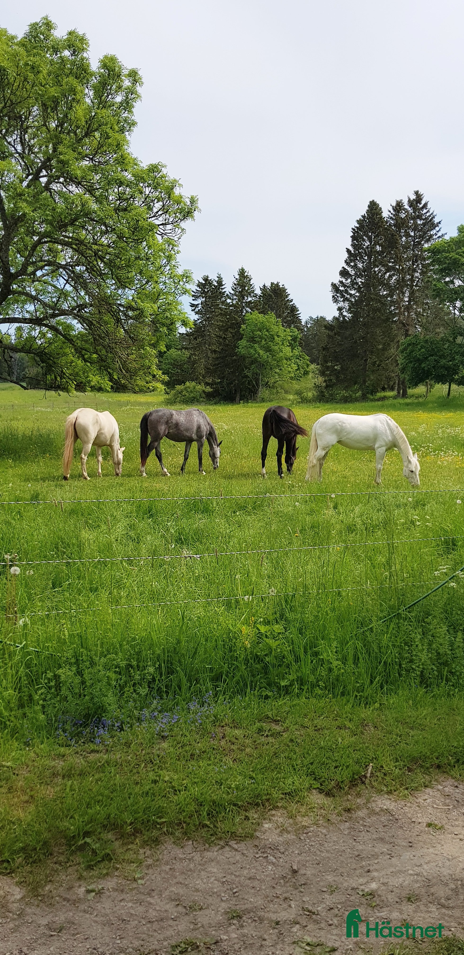  hästservice Sommarbete för ston och ston med föl - Annons 1