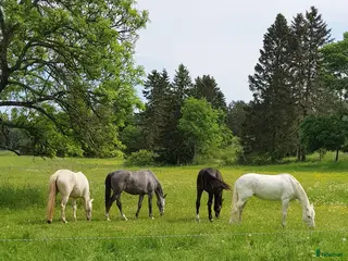 hästservice Sommarbete för ston och ston med föl - Annons 1