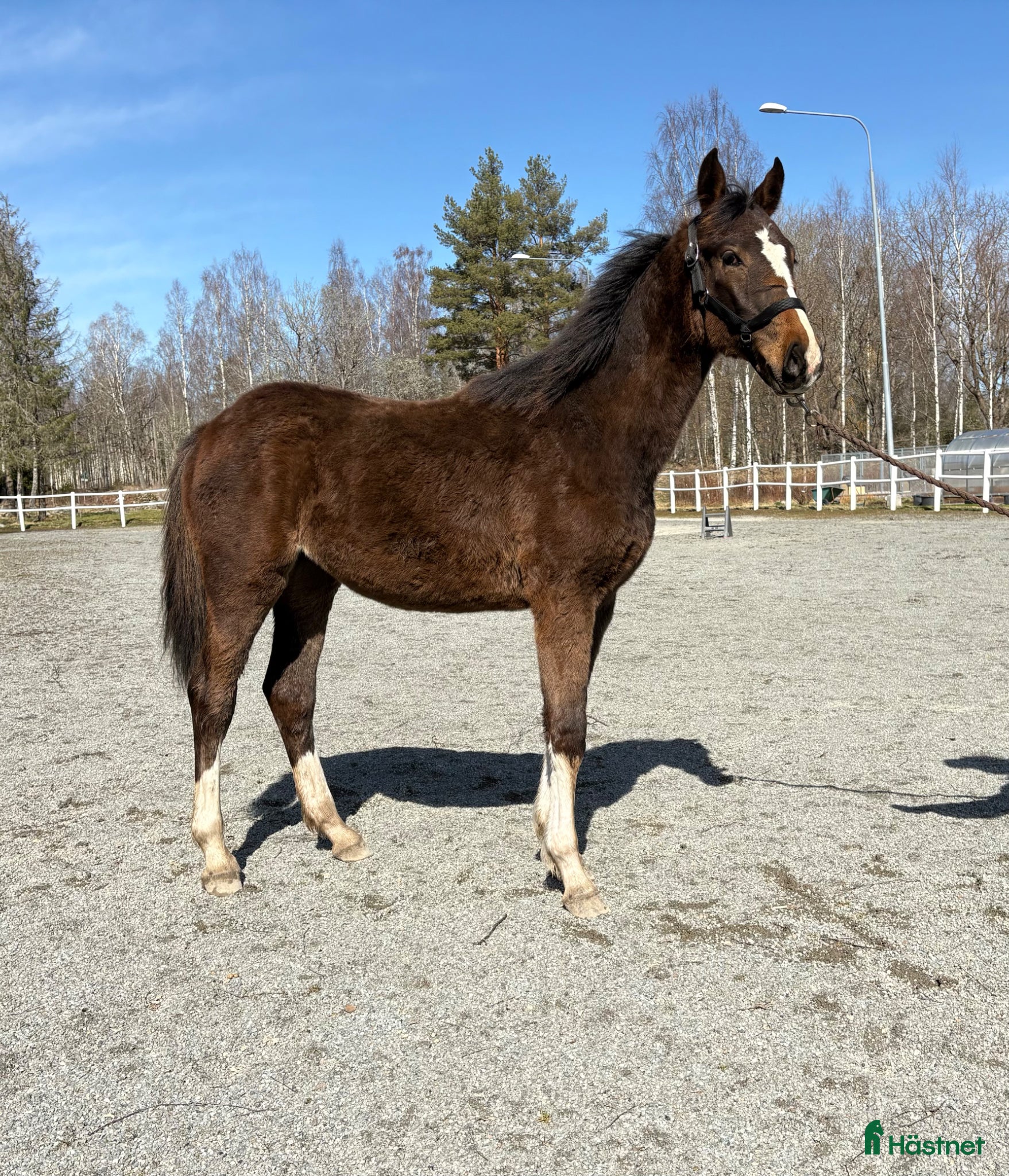  hästar Lovande ungt hoppsto - Annons 1