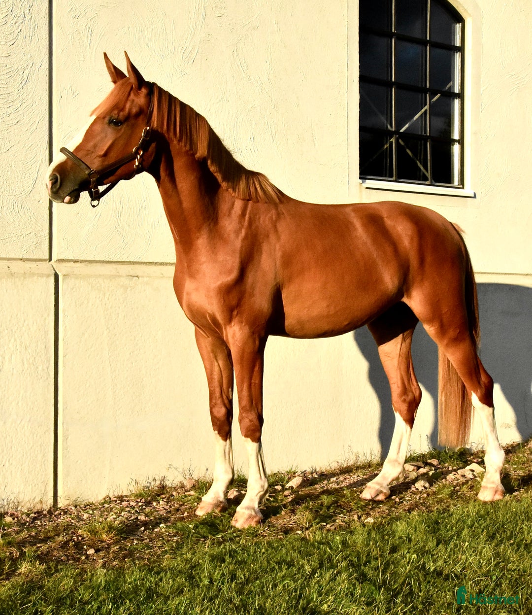 Dressyr hästar till salu: Ädel valack i Ljungby - Annons 2