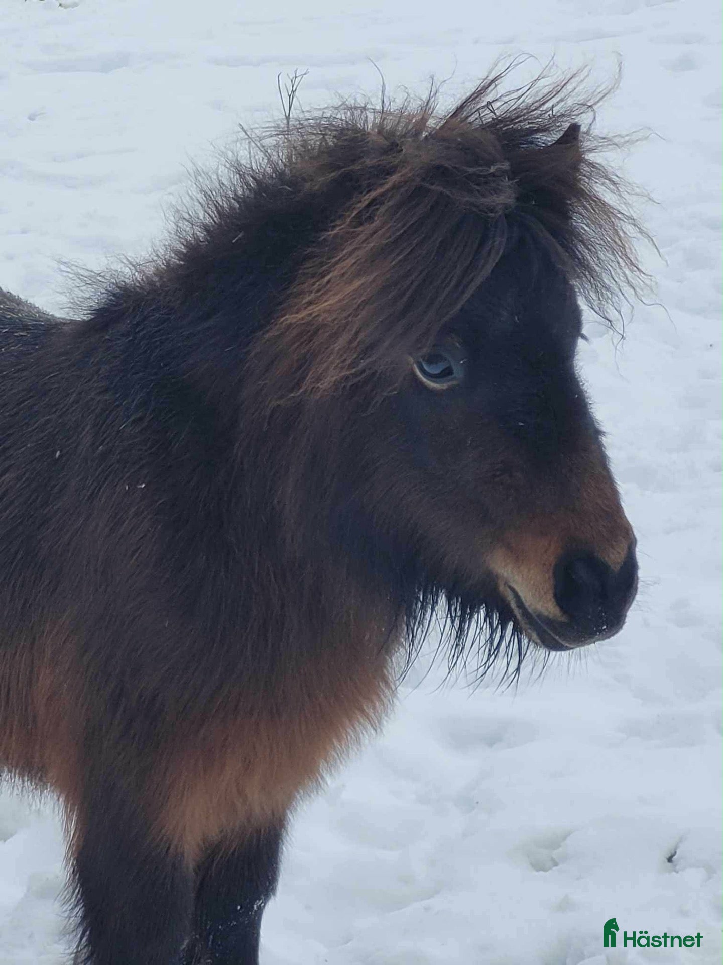  hästar Shetlandssto  - Annons 15