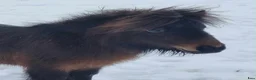 Allround hästar till salu: Shetlandssto  - Annons 1