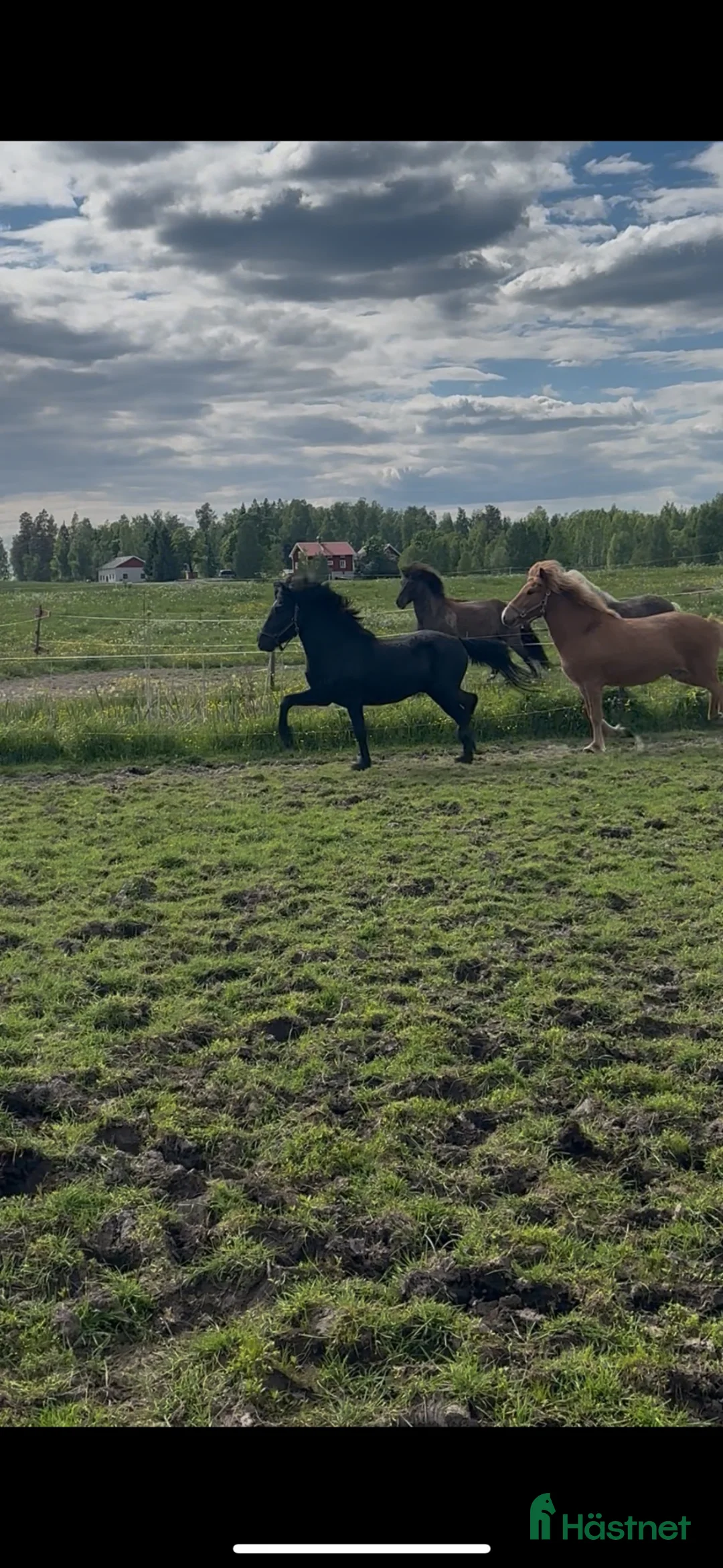 Island hästar till salu: Tívar från Vindäng  - Annons 2
