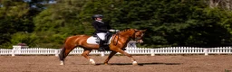 Dressyr hästar till salu: FEI Dressurpony  - Annons 1