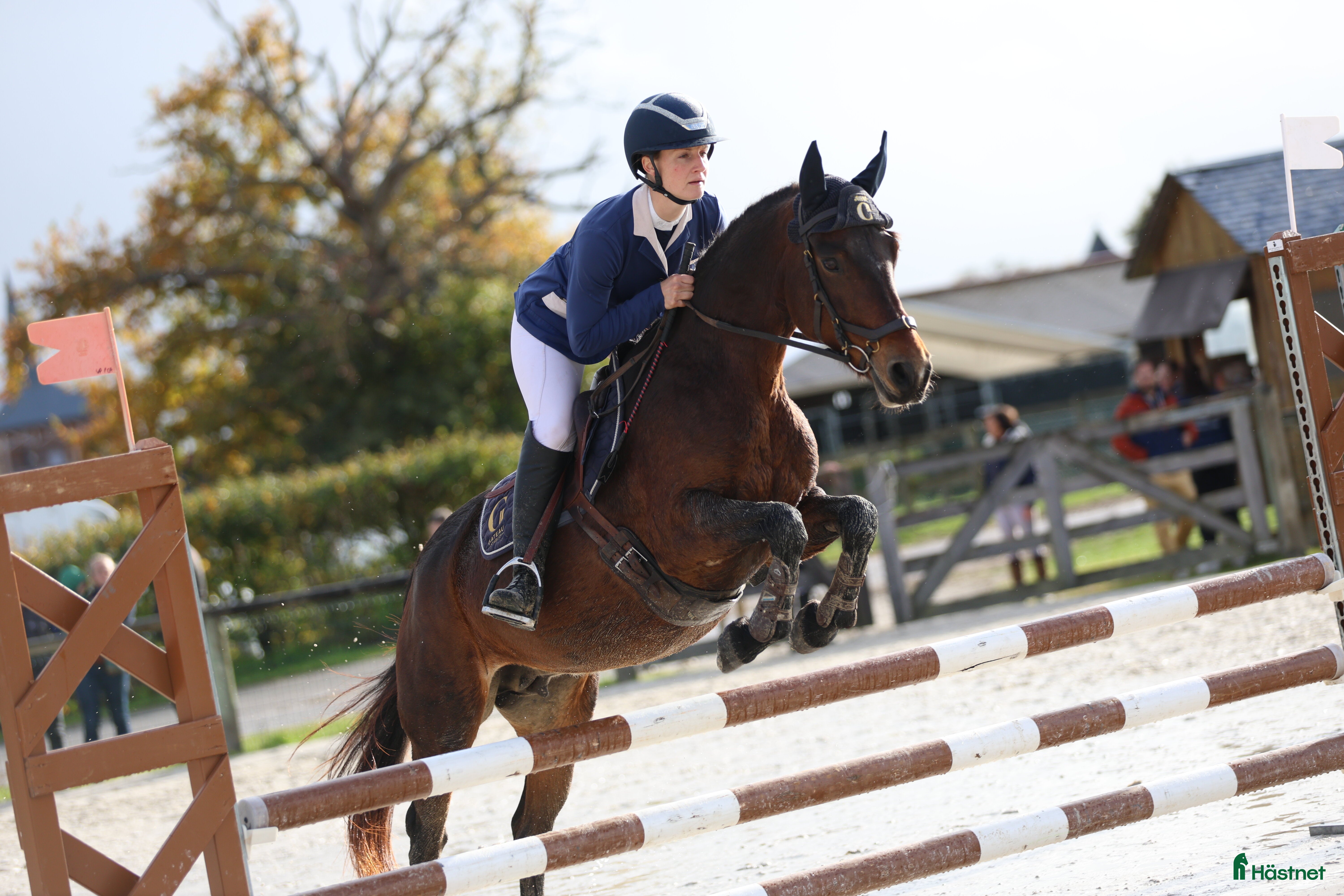 Hoppning hästar till salu: Competitive 138 C Schoolmaster Pony in France  i Stockholm - Annons 3
