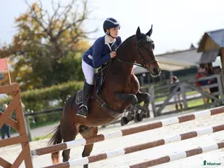 Hoppning hästar till salu: Competitive 138 C Schoolmaster Pony in France i Stockholm - Annons 3
