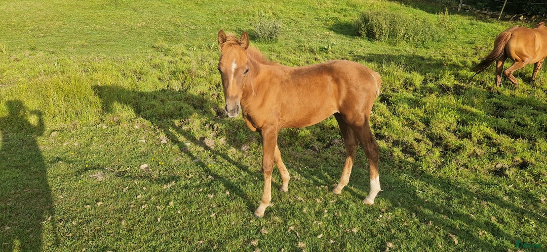 Dressyr hästar till salu: Fin kille e Van Vivaldi  i Höör - Annons 3
