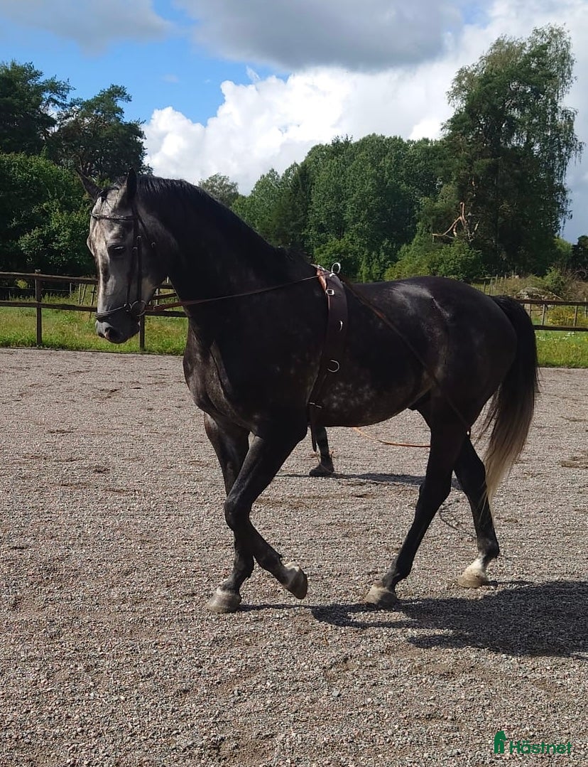  hästar Smidig, snäll valack med toppstam 177cm i Norrtälje - Annons 14