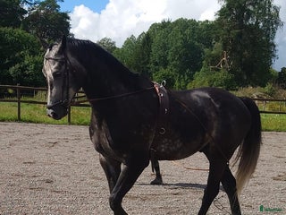 hästar Smidig, snäll valack med toppstam 177cm i Norrtälje - Annons 5