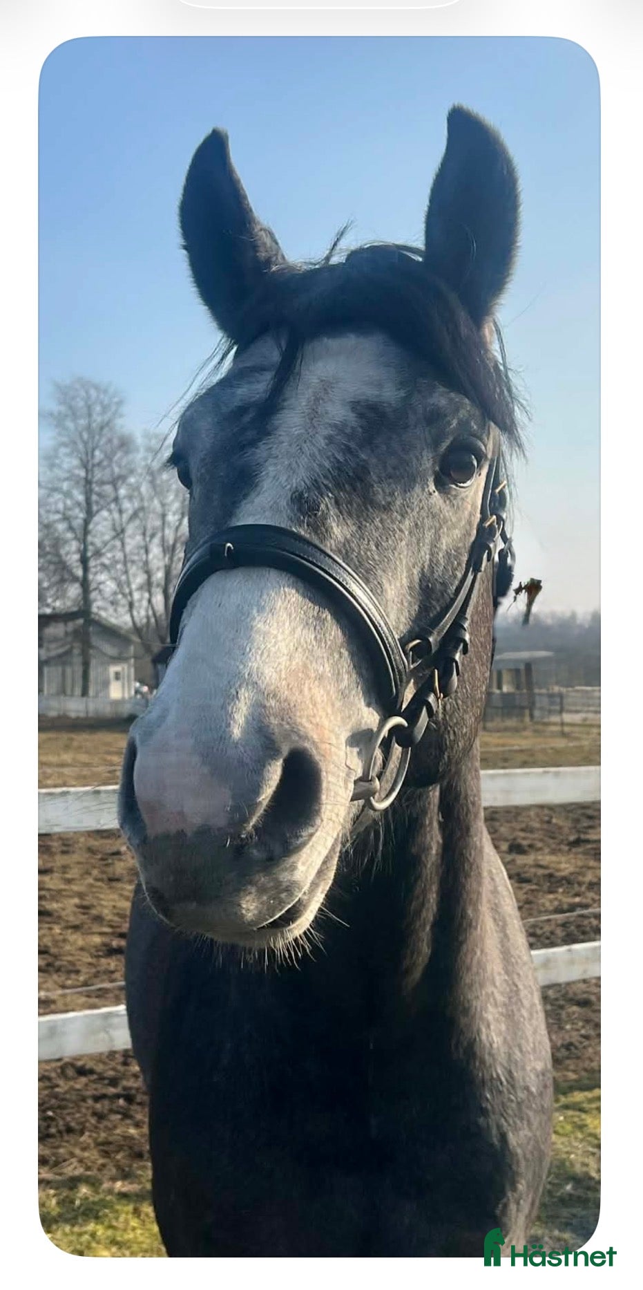  hästar Super trevlig 3 åring hingst  - Annons 2