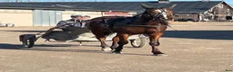 Trav hästar till salu: Andelshäst - Annons 2