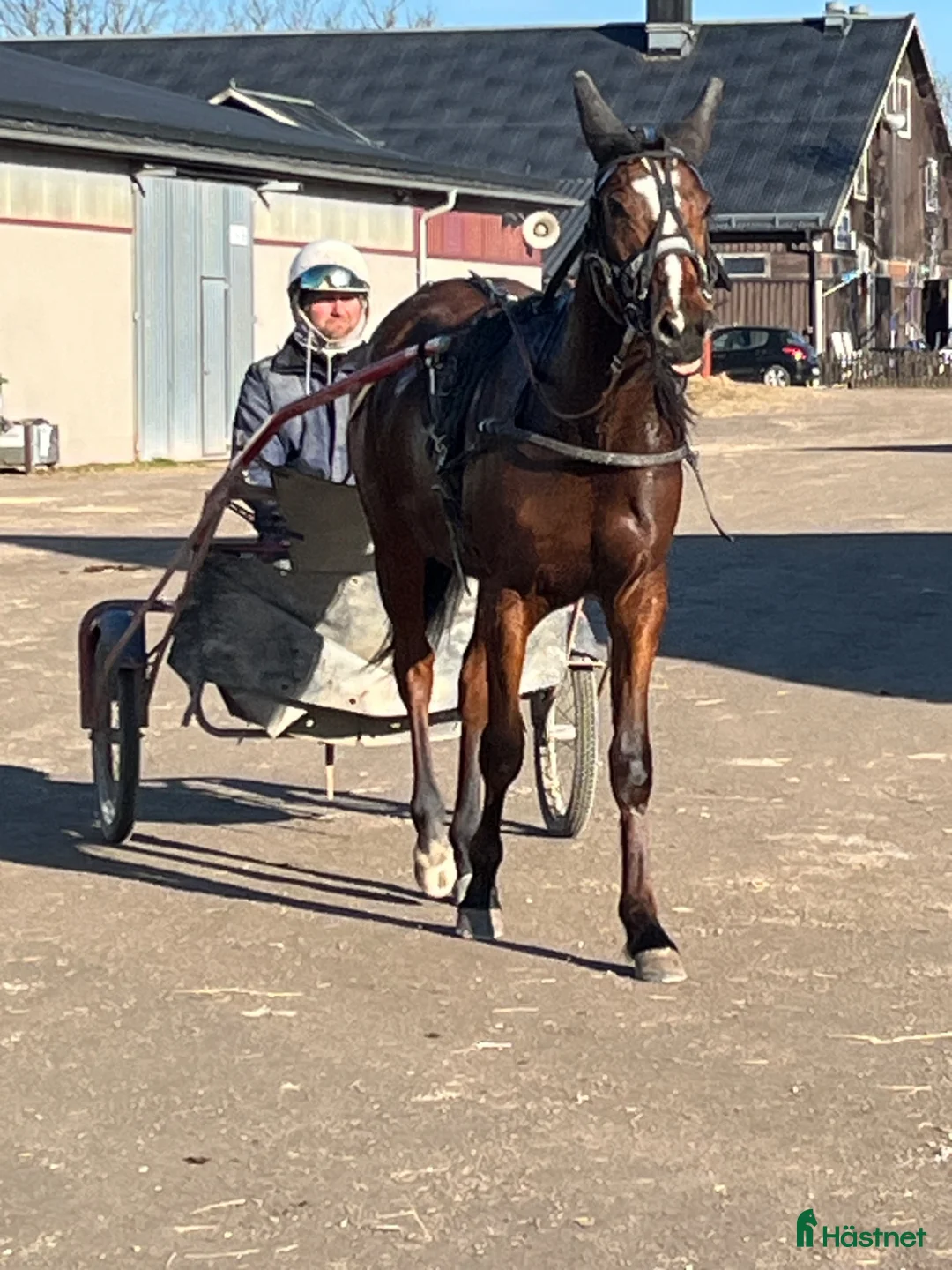 Trav hästar till salu: Andelshäst - Annons 2