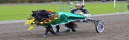 Trav hästar till salu: Toppstammad travshettis med mycket kapacitet kvar - Annons 1