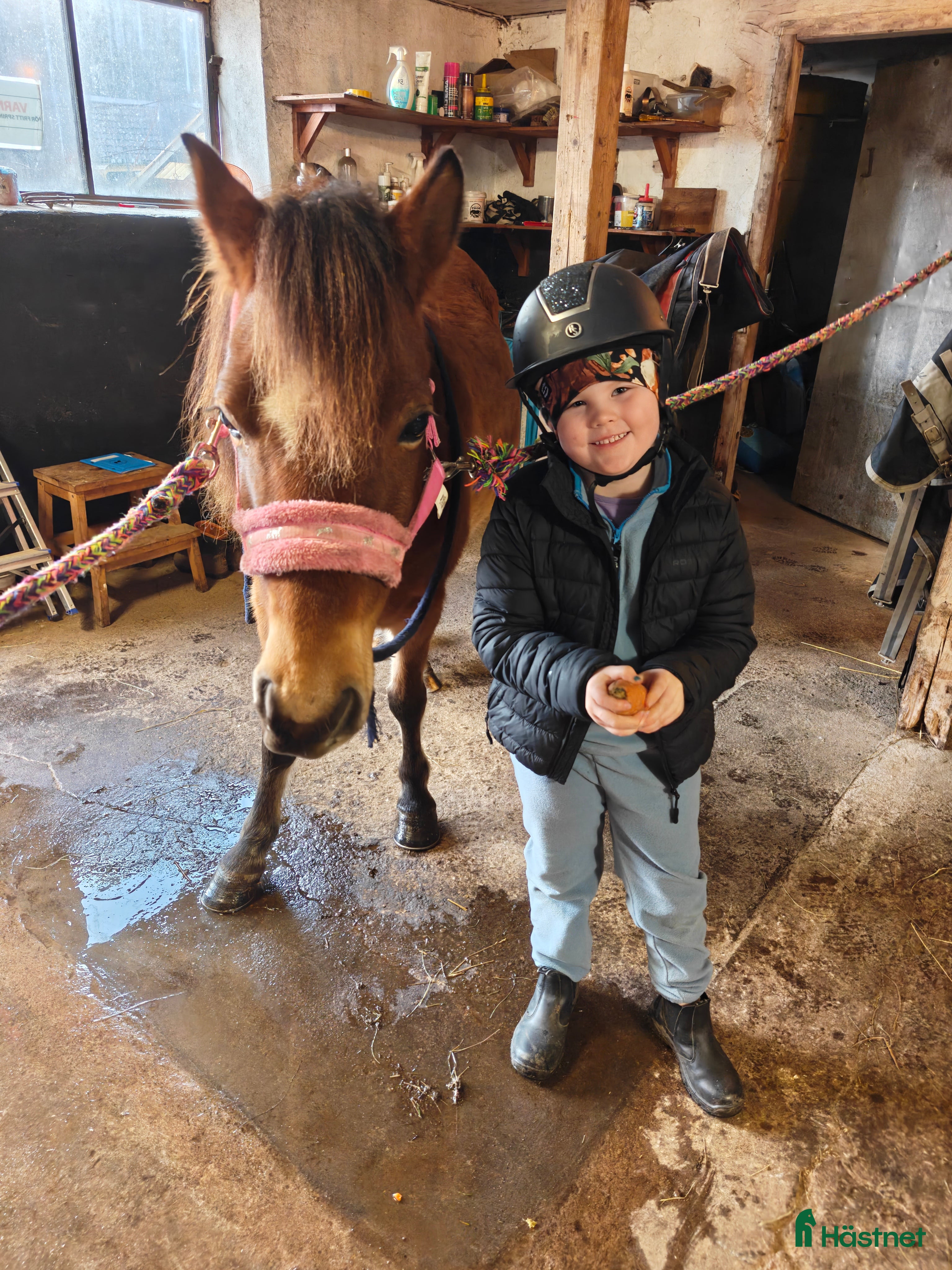  foderhäst Foderhäst sökes i Vara - Annons 4