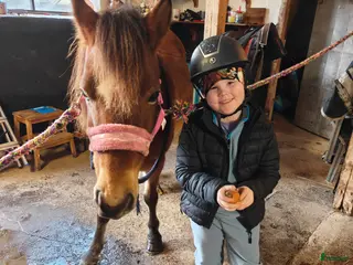 foderhäst Foderhäst sökes i Vara - Annons 4