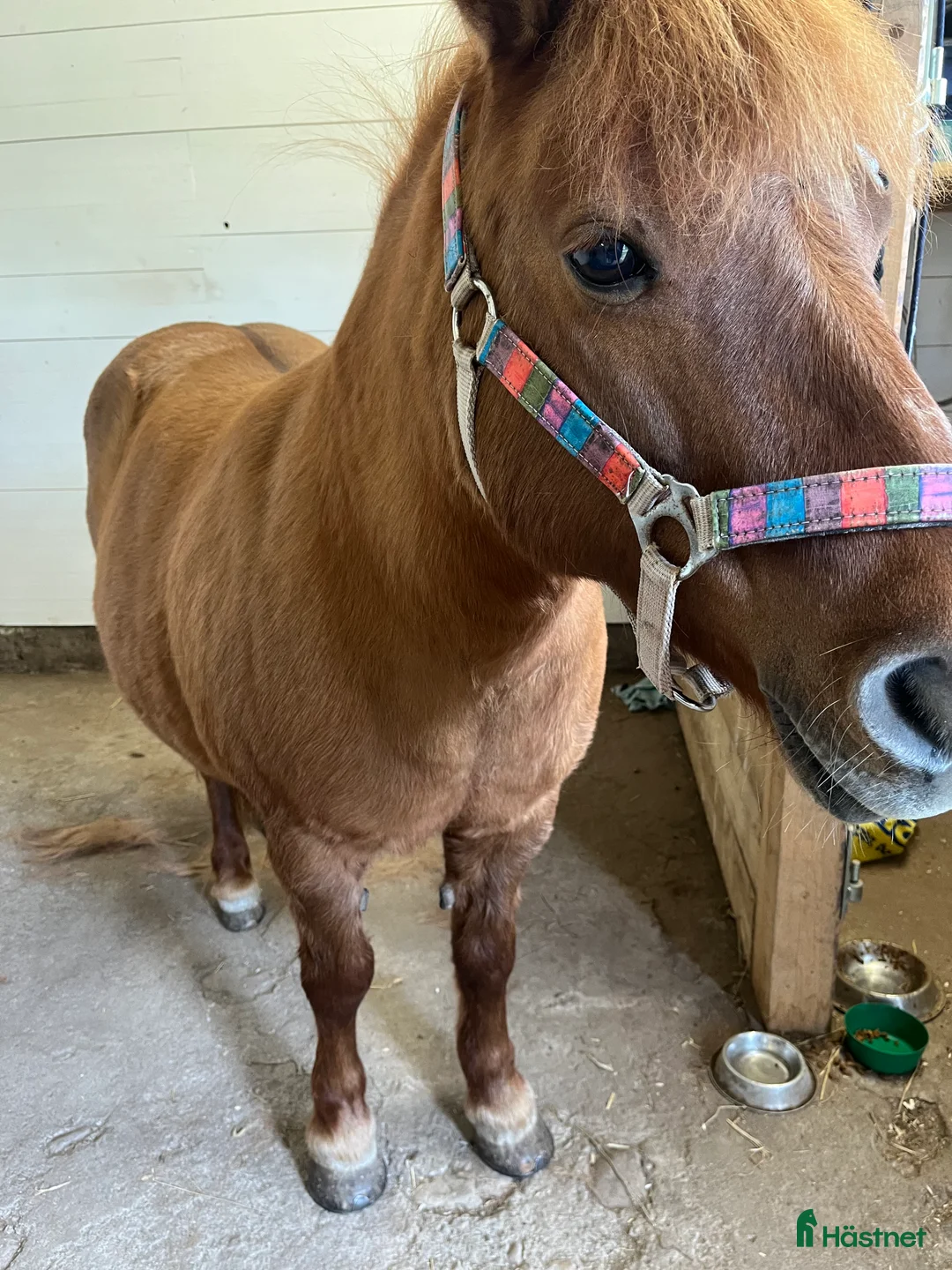 Allround hästar till salu: Söker medryttare  i Jät - Annons 2