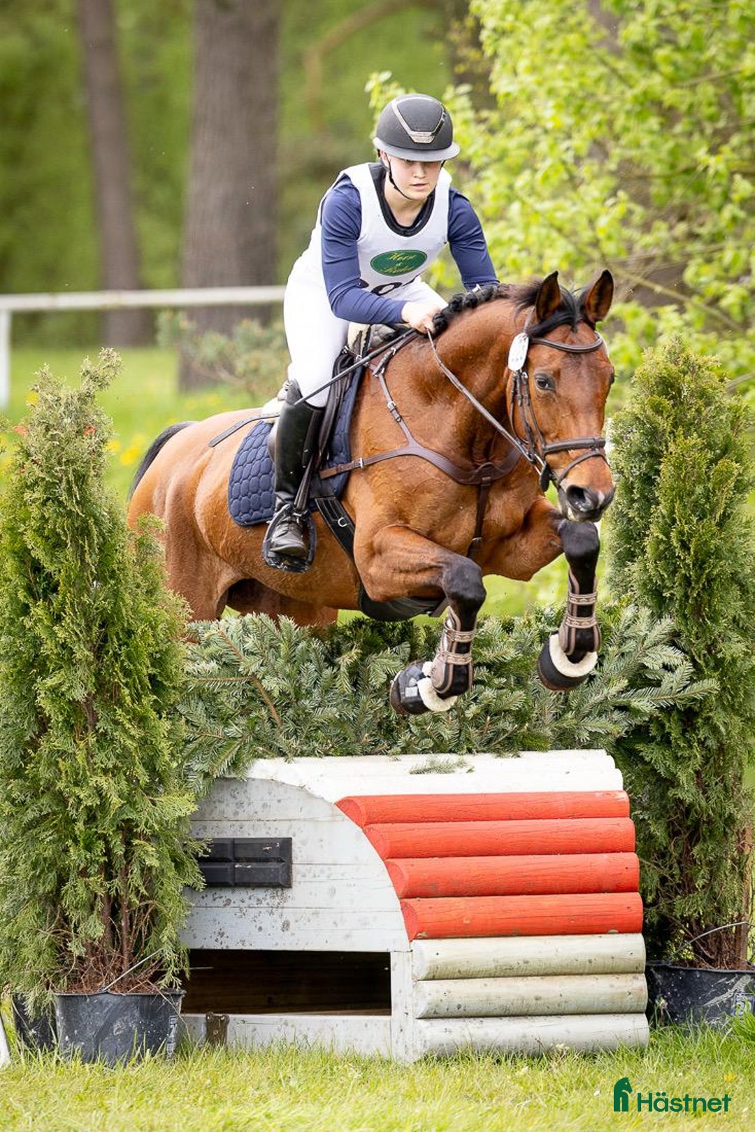 Fälttävlan hästar till salu: Fälttävlanshäst i Flyinge - Annons 1